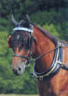 BrowBand.jpg (28725 bytes)